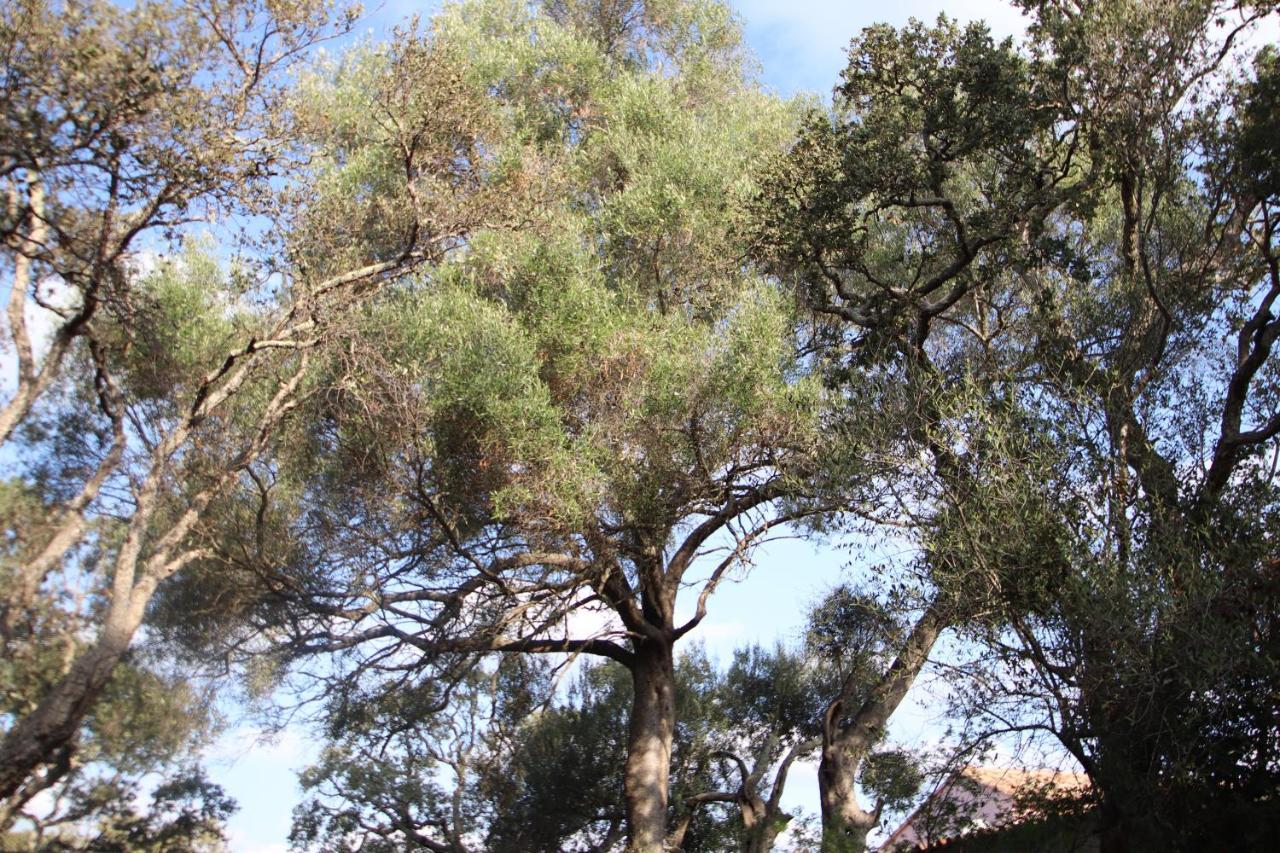 PETRA LEGNA - Résidence les jardins du golfe Porto Vecchio Esterno foto
